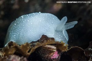 Headgill Slug scuba diving and macro photography on vancouver island.