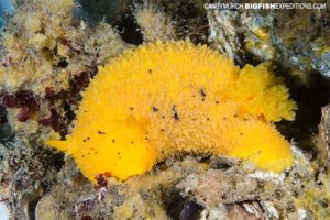 sea lemon nudibranch scuba diving and macro photography on vancouver island.