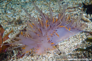 Giant dendronotus nudibranch scuba diving and macro photography on vancouver island.