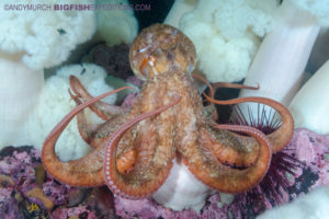Giant Pacific Octopus, Vancouver Island diving.
