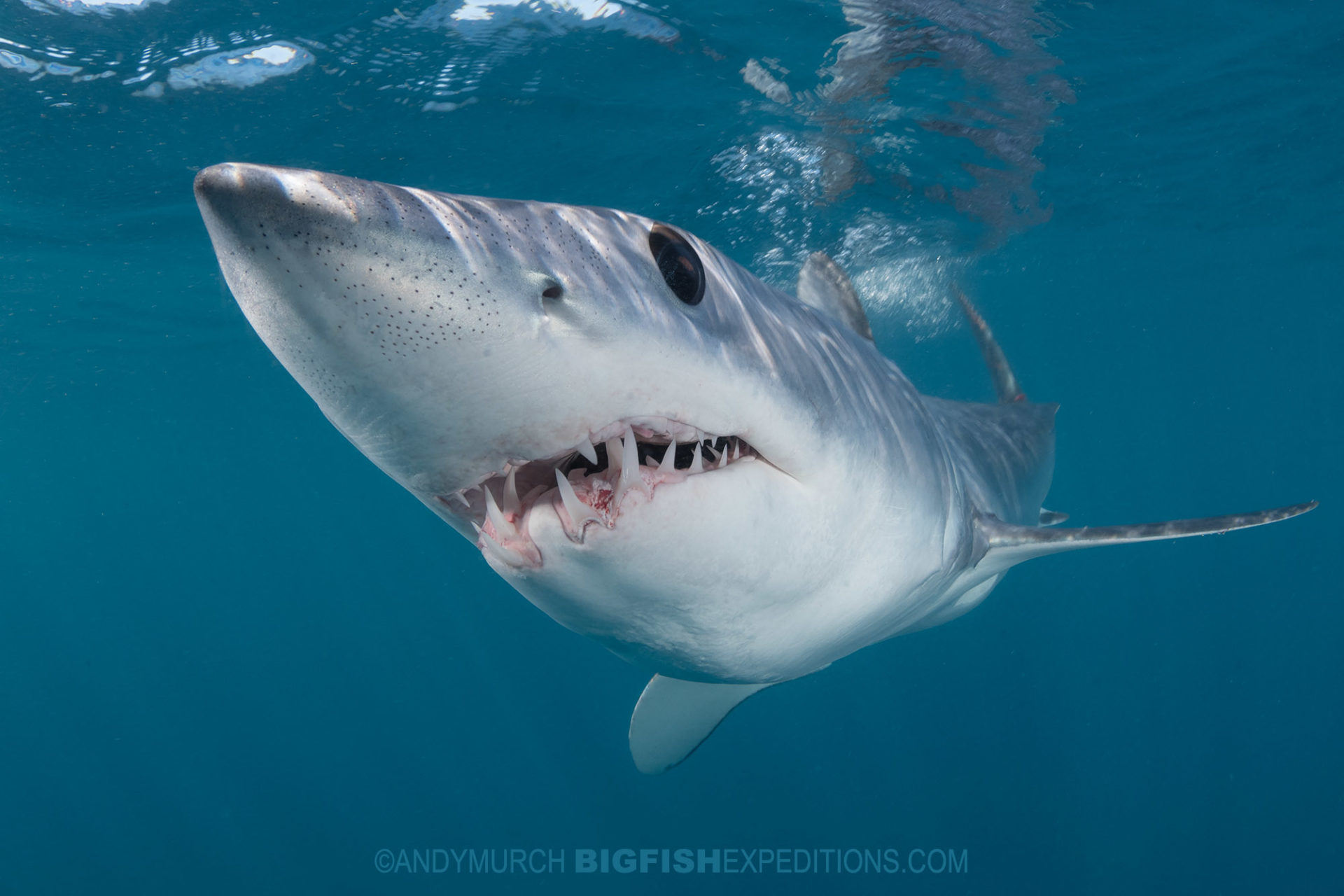 Snorkeling with makos and blue sharks.