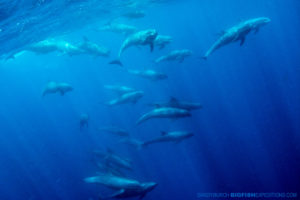 Snorkeling with Melon headed whales in Nuku Hiva.