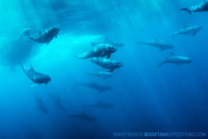 Diving with melon-headed whales.