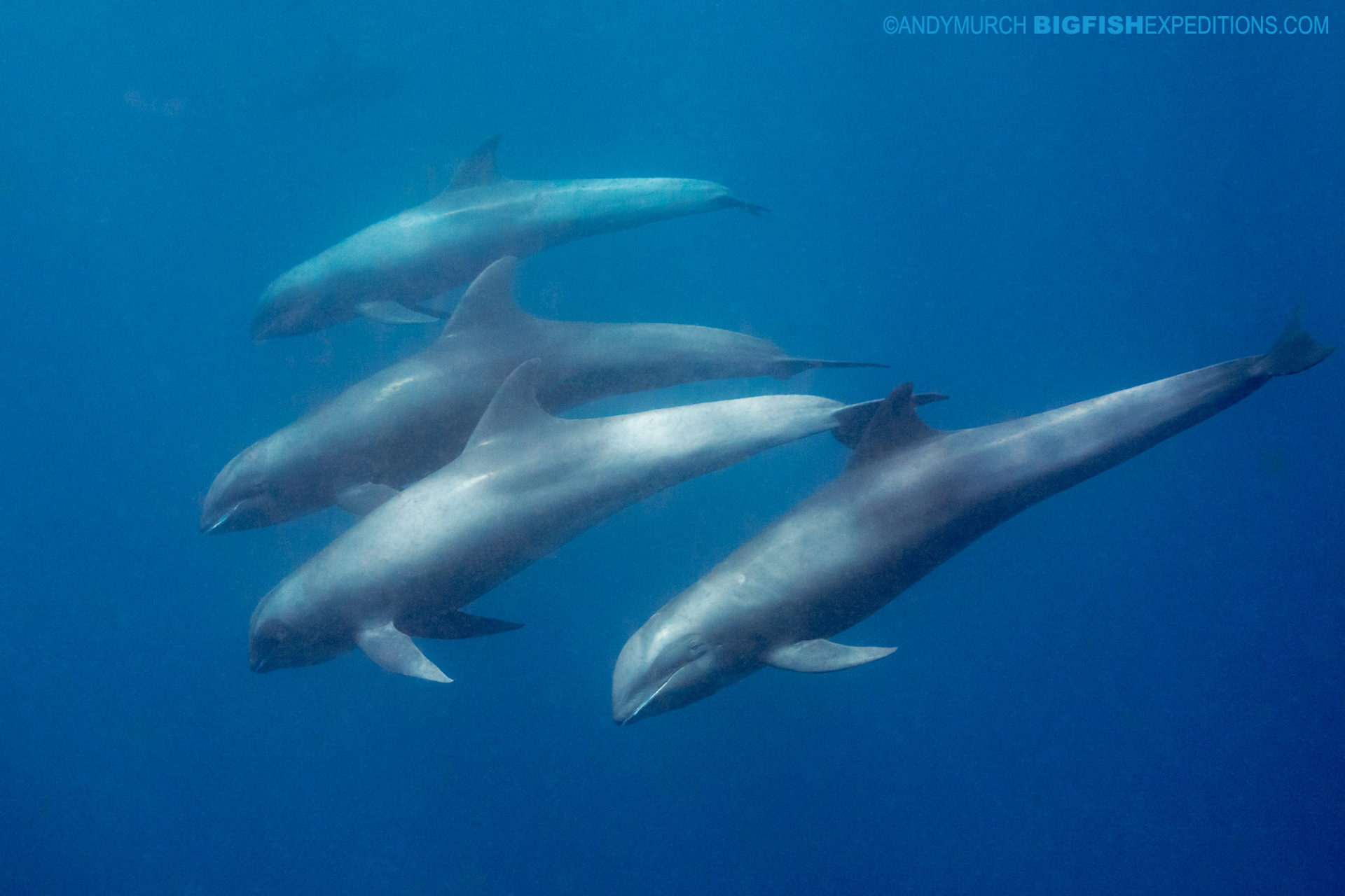 Snorkeling with melon-headed whales