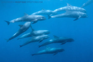 Diving with melon-headed whales