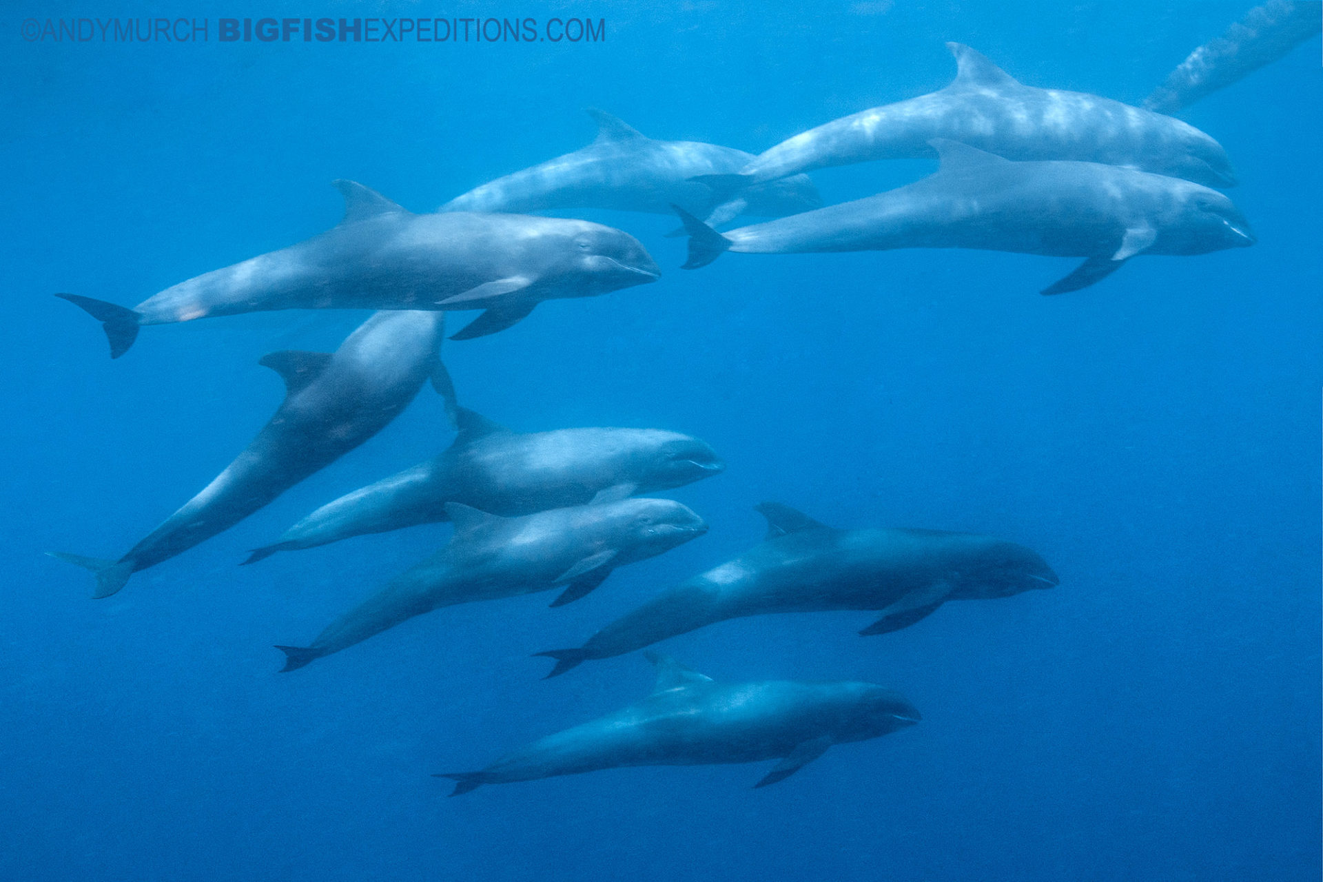 Diving with melon-headed whales