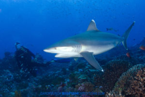 Diving with silvertip sharks in French Polynesia.