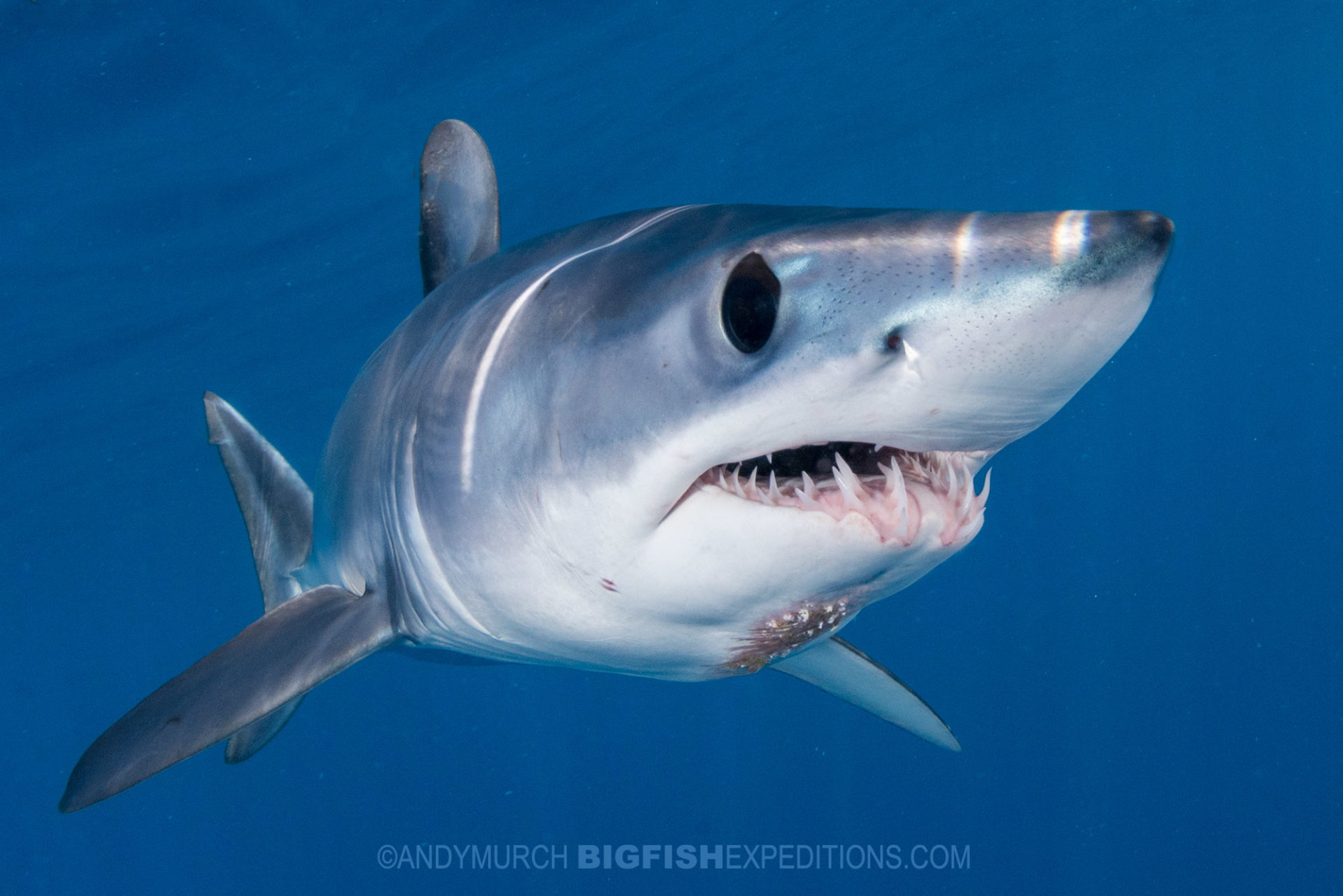 Snorkeling with makos. Shark diving.