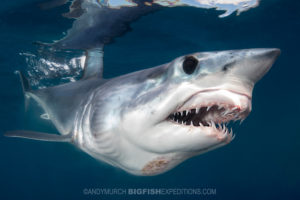 Snorkeling with makos and blue sharks. Shark diving.