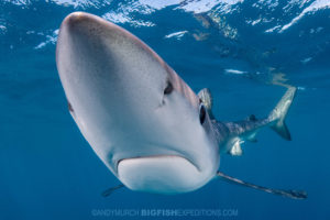 Snorkeling with makos and blue sharks. Shark diving.