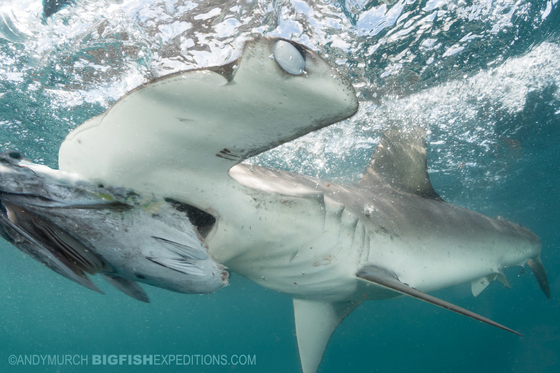 Snorkeling with smooth hammerhead sharks.