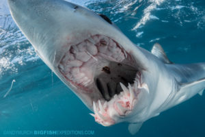 Snorkeling with makos.