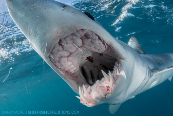 Snorkeling with makos.