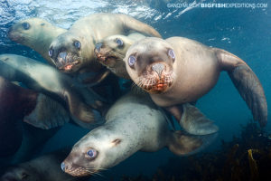 Steller sea lion scuba diving and macro photography on vancouver island.