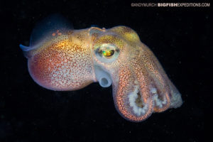 Stubby squid diving and photography