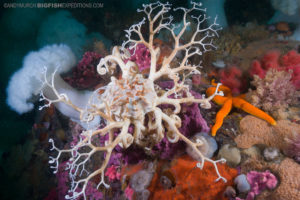 Underwater photography and scuba-diving and macro photography on vancouver island.