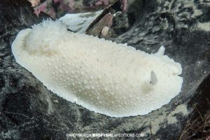 White dorid nudibranch scuba diving and macro photography on vancouver island.