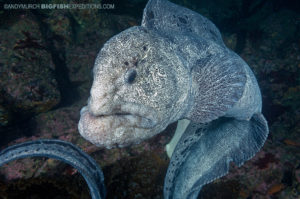 Wolf eel diving