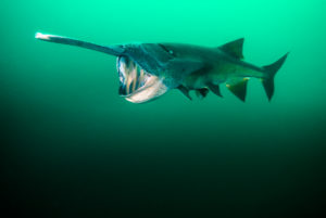 Paddlefish diving by Jennifer Idol