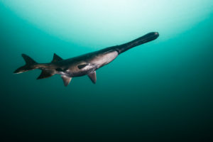 Belly of paddlefish by Jennifer Idol