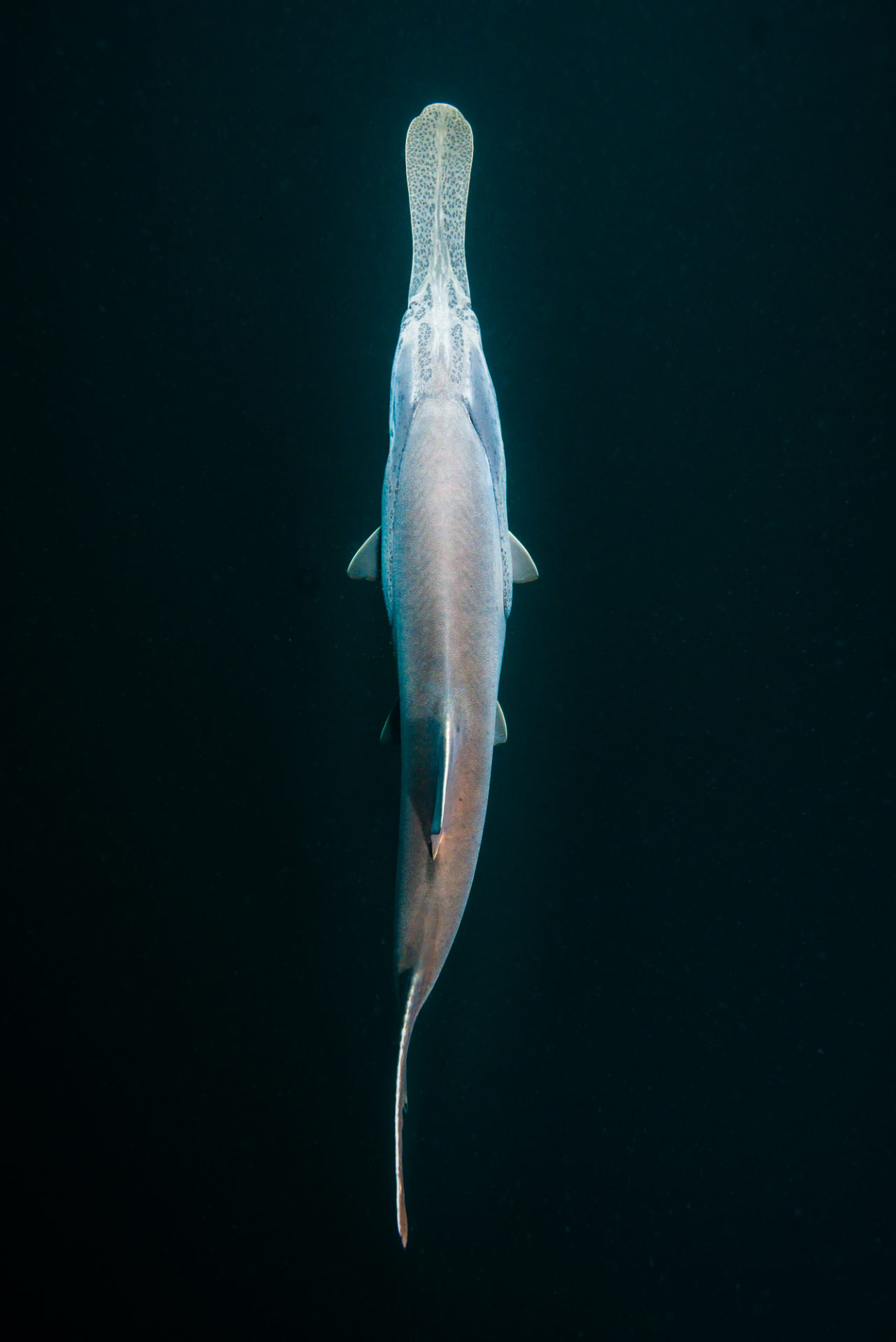 Overhead of paddlefish by Jennifer Idol