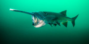 Feeding paddlefish by Jennifer Idol