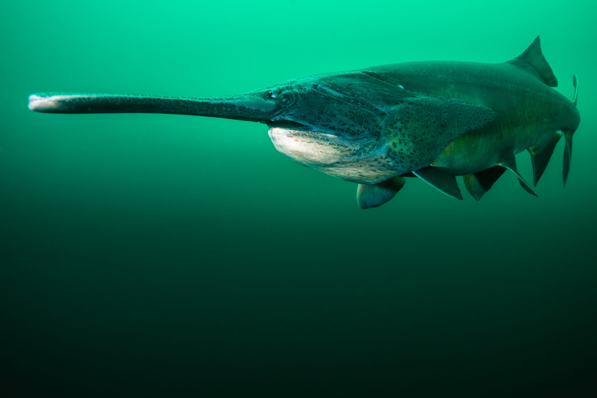 Mid water paddlefish by Jennifer Idol