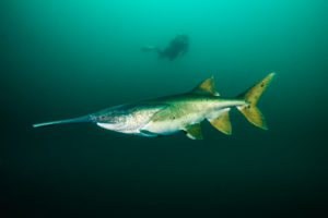 Diving with paddlefish