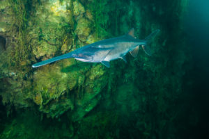 Paddlefish descending near shore by Jennifer Idol