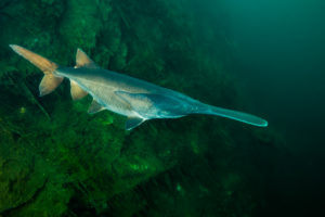 Paddlefish descending near shore by Jennifer Idol