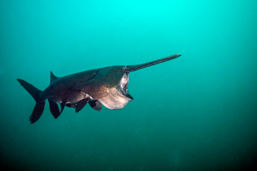 Feeding paddlefish by Jennifer Idol | Big Fish Expeditions