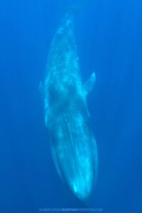 Snorkeling with blue whales.