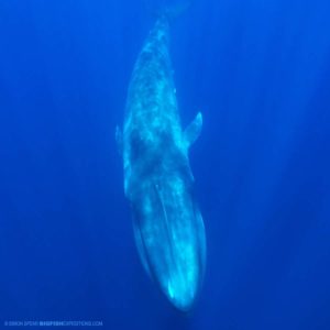 Snorkeling with blue whales.