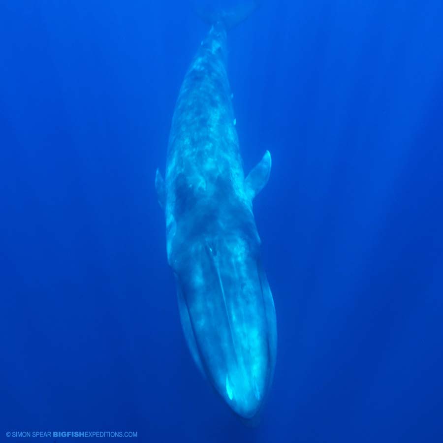 Snorkeling with blue whales.