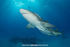 Diving with lemon sharks at Tiger Beach.