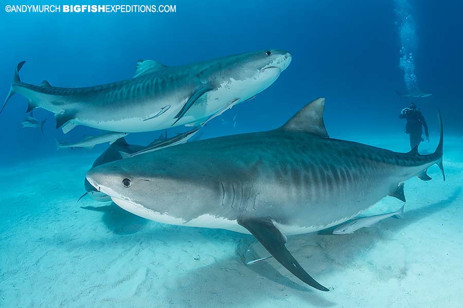 DSC1433.jpg?utm source=chatgpt Reel Guides A group of tiger sharks swimming together near the ocean floor, one of the scariest fish in the ocean
