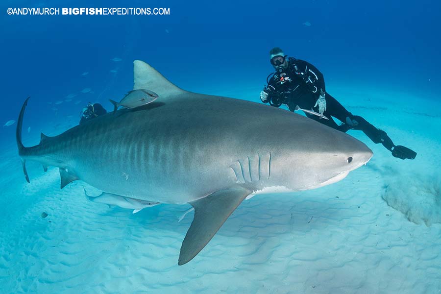 Shark Diving. Big Fish Expeditions. World Class Big Animal Diving and  Photography Adventures. Dive with Tiger Sharks, Great Whites, Great  Hammerheads, Humpback Whales, Oceanic Whitetips, Humboldt Squid and other Big  Animals.
