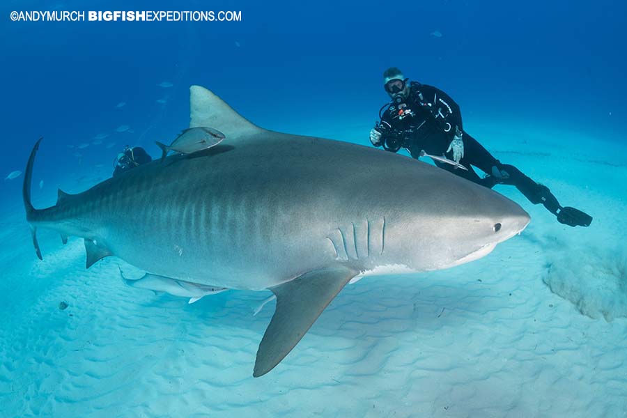 Out to Sea Shark Dive, Underwater Experience