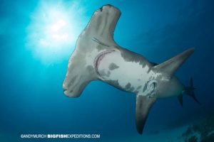 Diving with great hammerheads and tiger sharks