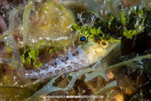 Diamond blenny at Tiger Beach