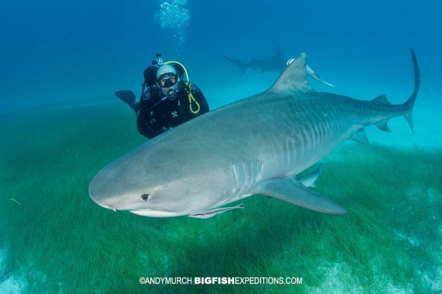 Scuba diving with tiger sharks at Tiger Beach.