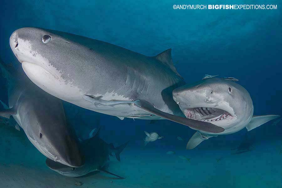 Feeding Tiger Sharks