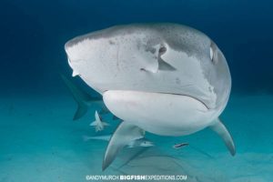 Scuba diving with tiger sharks at Tiger Beach.