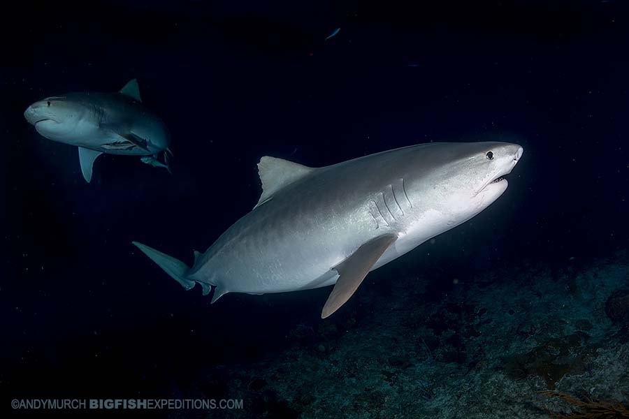 Night diving with Tiger Sharks at Tiger Beach.