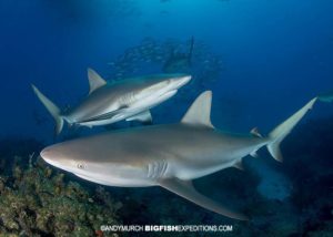 Caribbean Reef Sharks at Fish Tales.