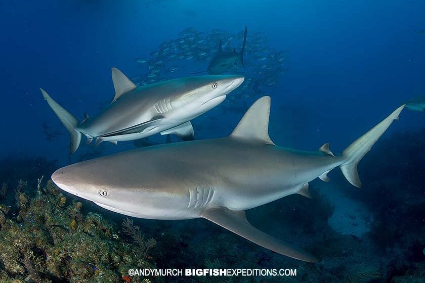 Caribbean Reef Sharks at Fish Tales.