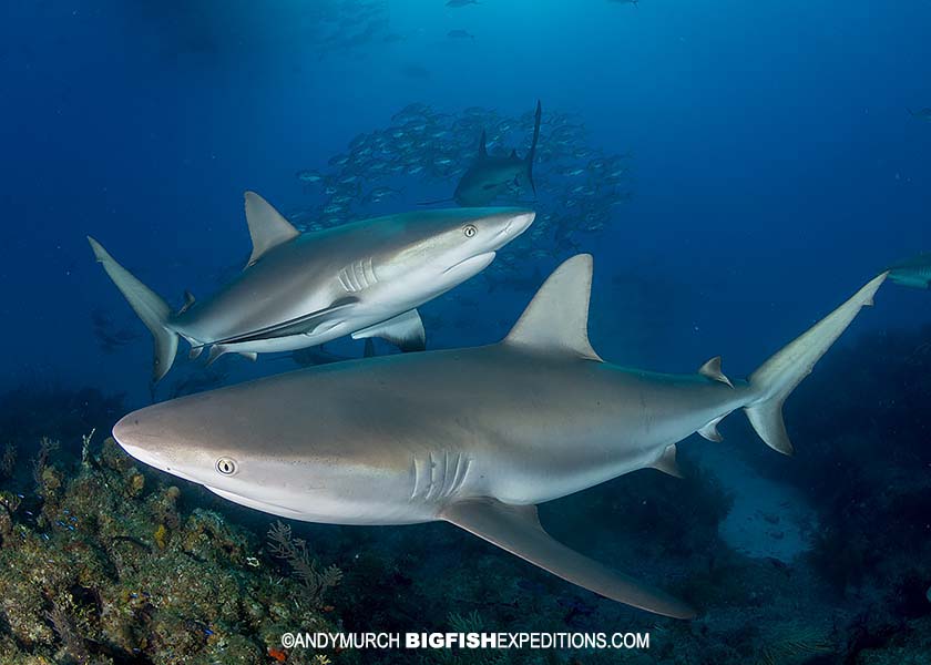 Caribbean Reef Sharks at Fish Tales.