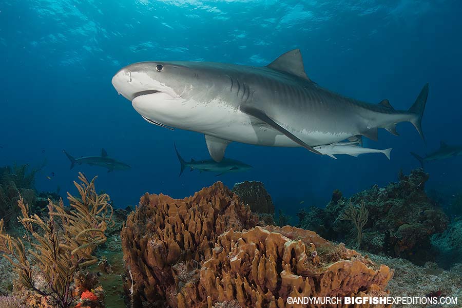 Diving with tiger sharks at Tiger Beach.