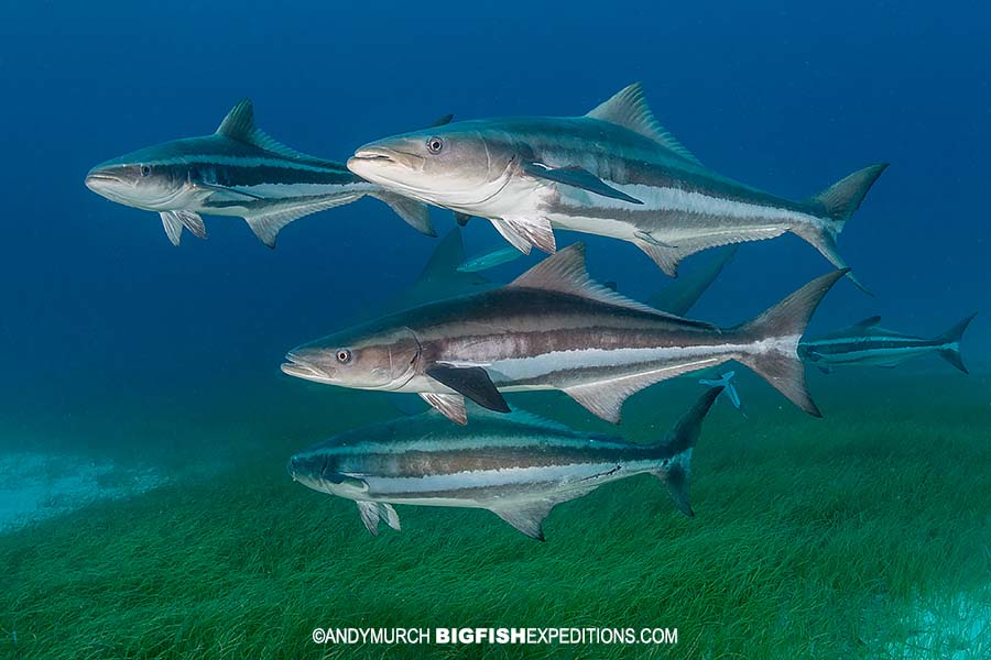 Bull Shark and Cobias at Tiger Beach