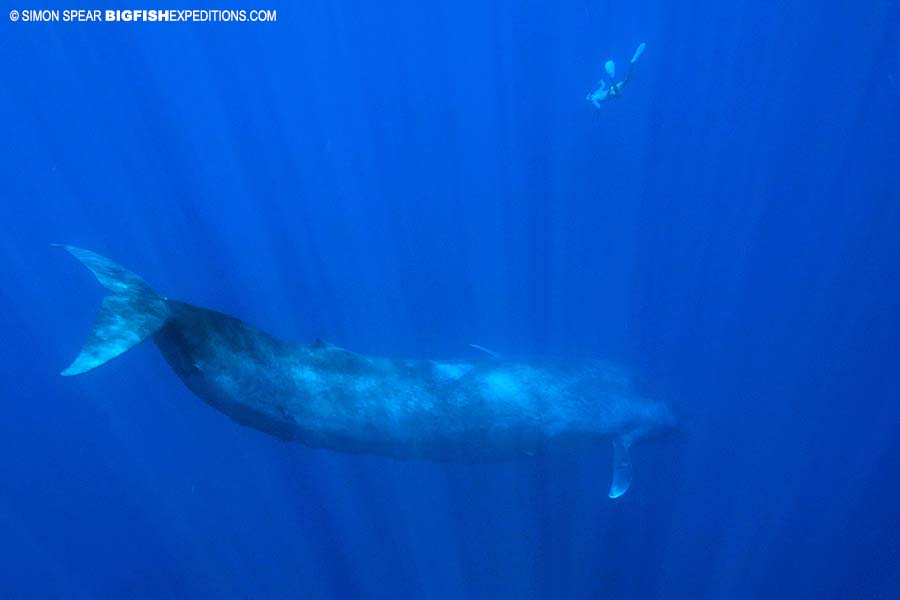Snorkeling with blue whales.